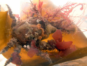 Spider Crabs - the Majidae